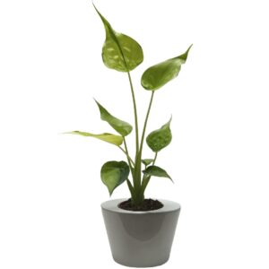 Alocasia cucullata Yellow Tail (0.35m)