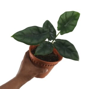 Alocasia Reversa (0.20m)