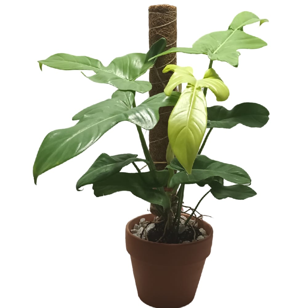 Philodendron bipennifolium, Gold Violin with moss pole in terracotta pot -  Woon Leng Nursery