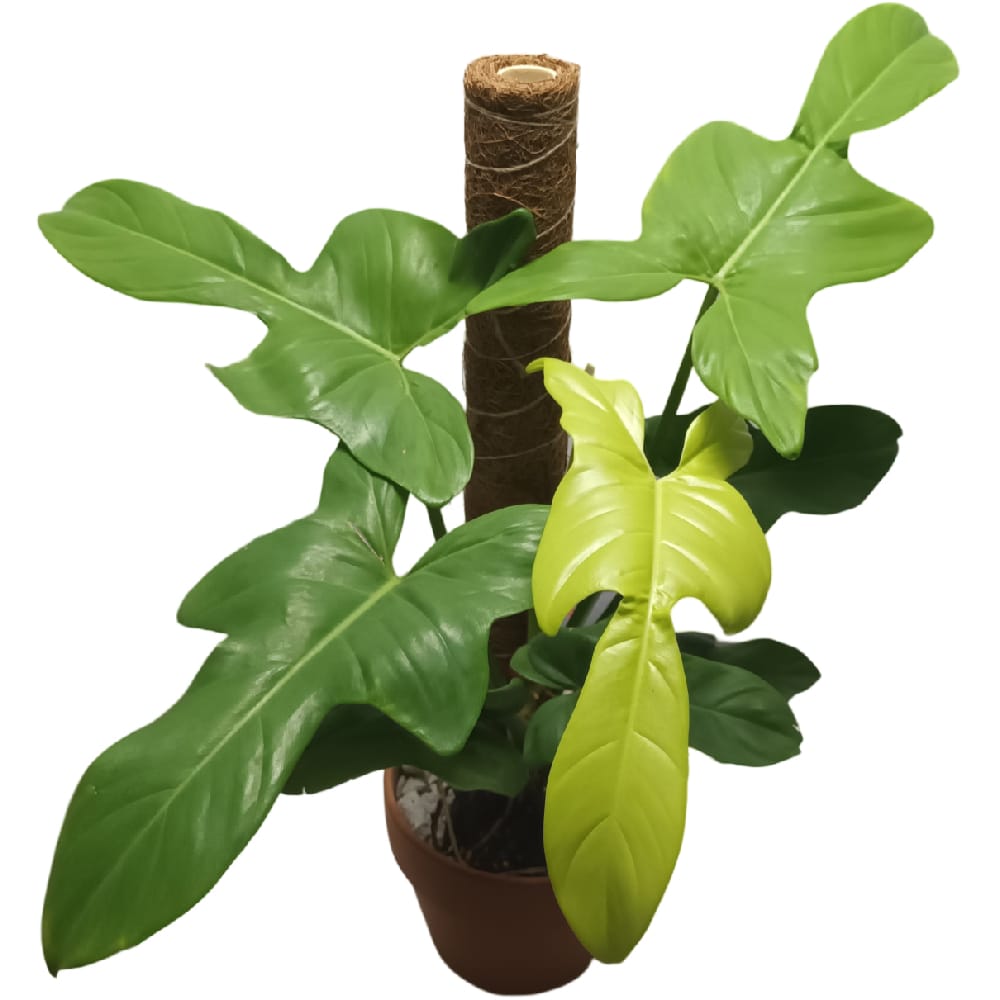 Philodendron bipennifolium, Gold Violin with moss pole in terracotta pot -  Woon Leng Nursery