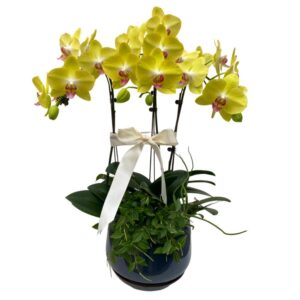 3 in 1 Phalaenopsis Arrangement in Ceramic Pot