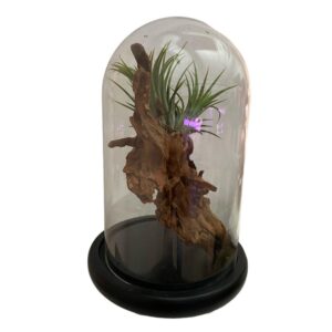 Tillandsia Dome Terrarium (0.25m)