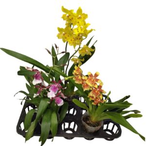 Assorted Orchid Bundle of 3