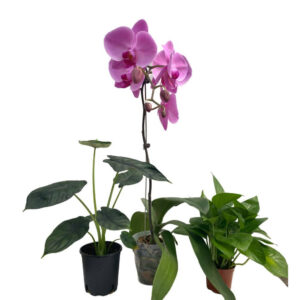 Assorted Phalaenopsis mix Alocasia plant bundle of 3