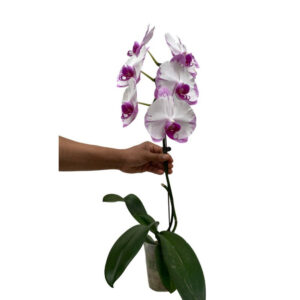 Blossoming Aug, Assorted Phalaenopsis bundle of 3