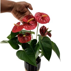 Anthurium Sun Pride (0.45m)
