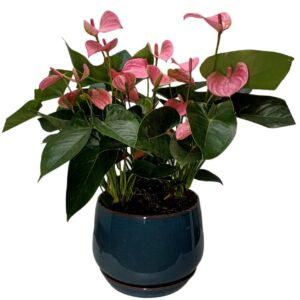 Anthurium Pinkcrown 3in1 Arrangement in ceramic pot (0.50m)