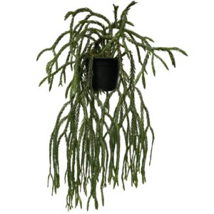 Lycopodium/ Huperzia Blueklay (0.5m)