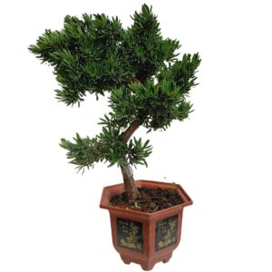 Bonsai Podocarpus in Plastic Pot (0.75m)
