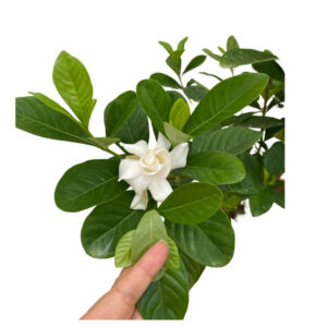 Gardenia jasminoides (0.6m)