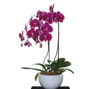 [Subscription] 2 phalaenopsis in 1 pot