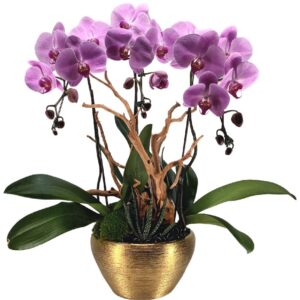3 in 1 Phalaenopsis Arrangement with Azalea Wood in ceramic pot
