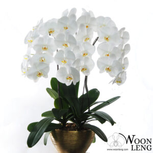 [Subscription] 3 phalaenopsis in 1 pot