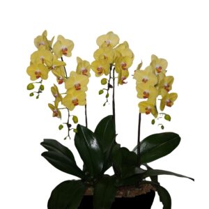 [Subscription] 4 phalaenopsis in 1 pot