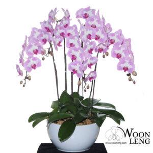[Subscription] 5 phalaenopsis in 1 pot