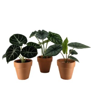 Assorted Alocasia bundle of 3 in terracotta pot