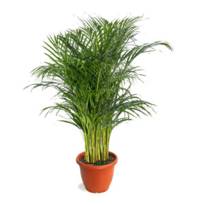 Dypsis lutescens, Yellow Palm (1.2m ~ 1.8m)