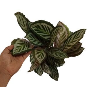 Calathea Roseopicta Green (0.35m)