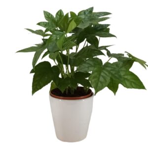 Fatsia japonica (0.35m)