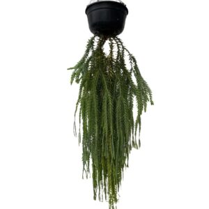 Lycopodium Huperzia Goebelii Blue Fern  (1.5m)