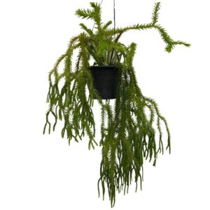 Lycopodium / Huperzia Hybrid (0.5m)