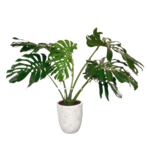 Monstera Deliciosa, Swiss Cheese Plant in Ceramic Pot (1.3m)