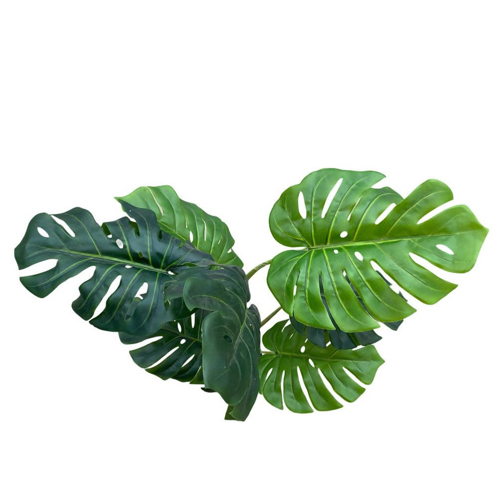aureum plant Pothos on Pole main image 1