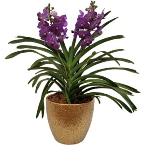 Vanda Purple Arrangement 2in1 in ceramic pot