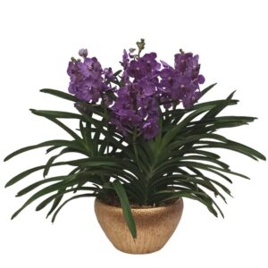 Vanda Purple Arrangement 3in1 in ceramic pot
