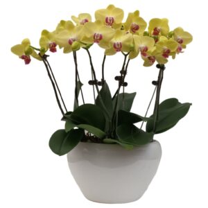 4 mini phalaenopsis in 1 pot