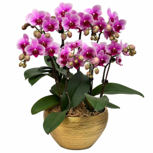 Four Mini Phalaenopsis Orchid in Pot