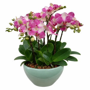 Seven Mini Phalaenopsis Orchid in Pot