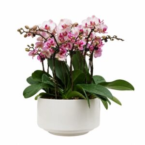 Eight Mini Phalaenopsis Orchid in Pot