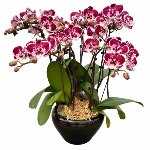 Five Mini Phalaenopsis Orchid in Pot