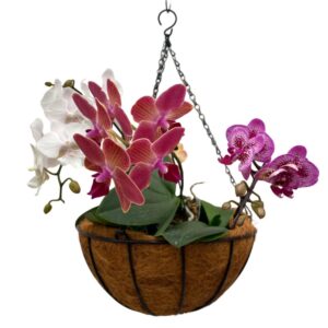 Fibre Pot 椰糠吊盆 (Hanging)