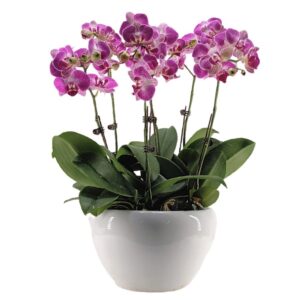 Six Mini Phalaenopsis Orchid in Pot