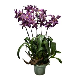 Beallara Marfitch ‘Howard’s Dream’ 5 in 1 Arrangement in ceramic pot