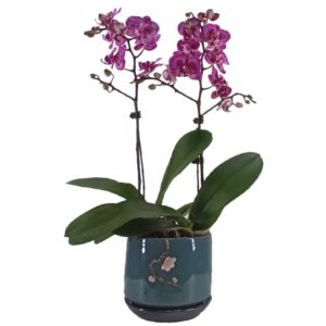 2 mini phalaenopsis in 1 pot