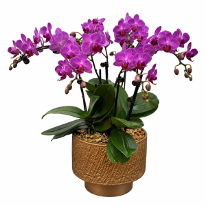 Three Mini Phalaenopsis Orchid in Pot
