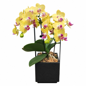 Single Mini Phalaenopsis Orchid in Pot