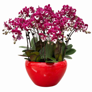Ten Mini Phalaenopsis Orchid in Pot
