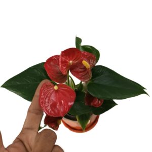Anthurium Red Champion (0.22m)