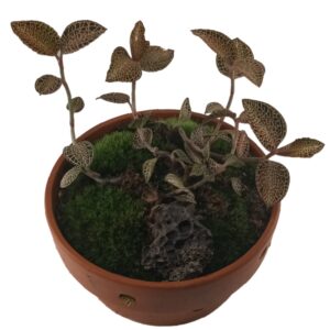 Jewel Orchid Anoectochilus siamensis ‘Rose Gold’ 4 in 1 Arrangement