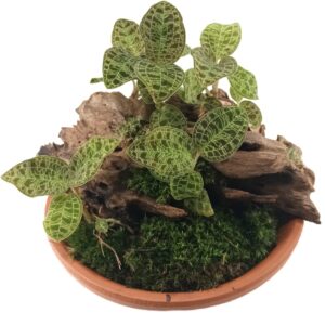 Jewel Orchid Macodes petola 5 in 1 Arrangement with Decorative Wood and Green Moss