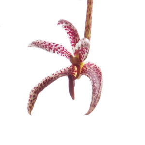 Bulbophyllum patens (cutting)
