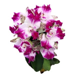Cattleya Monte Elegante '新埔'
