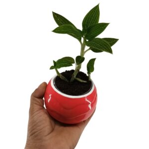 Jewel Orchid Ludisia discolor 'Alba' (0.15m)