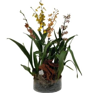 4 in 1 Mix Orchid Arrangement on Wood with Glass Pot