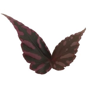 Begonia Julau (0.07m)