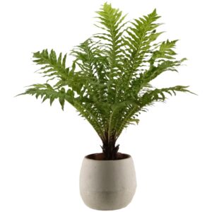 Oceaniopteris gibba, Blechnum gibbum 富贵蕨 (0.40m)